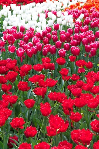 Amsterdam – foto 4