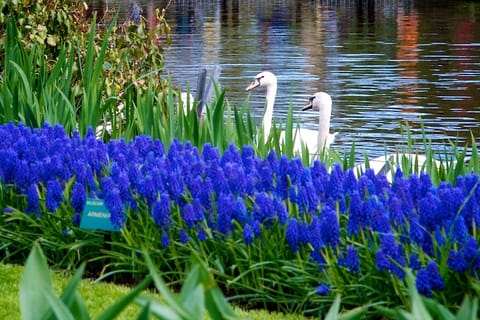 Amsterdam – foto 7