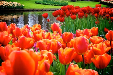 Amsterdam – foto 8