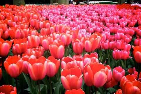 Amsterdam – foto 12