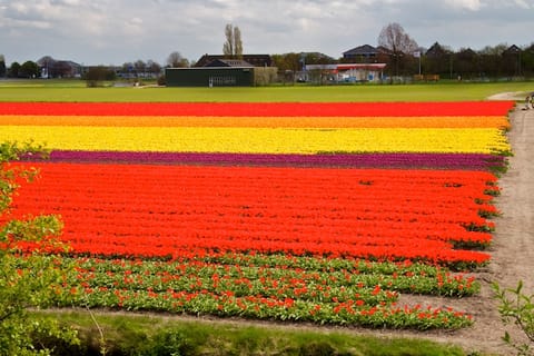 Amsterdam – foto 27