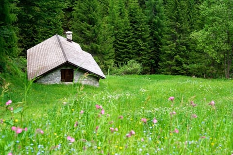 Carnia – foto 4
