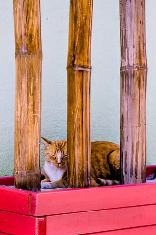 Corsica – foto 9