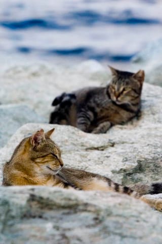 Corsica – foto 18