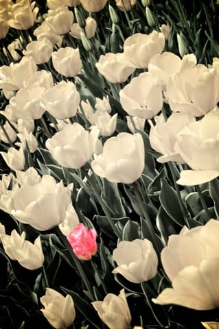 Lubiana · Arboretum – foto 6
