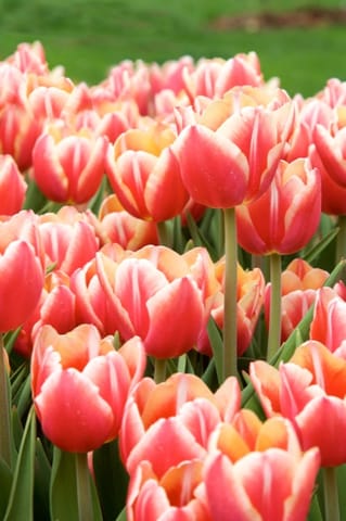 Lubiana · Arboretum – foto 9