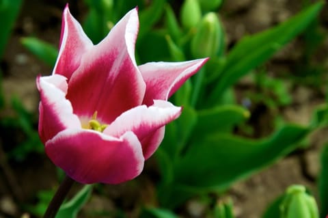 Lubiana · Arboretum – foto 17