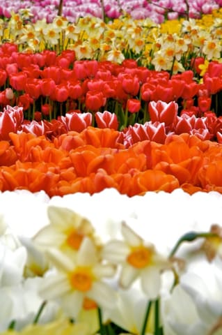 Lubiana · Arboretum – foto 19