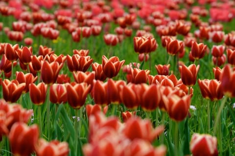 Lubiana · Arboretum – foto 22