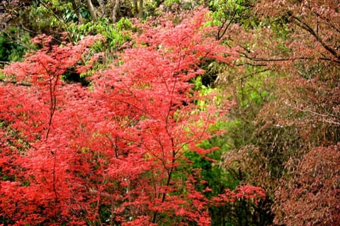Lubiana · Arboretum – foto 25