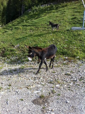 Varmost · Lavazeit – foto 1