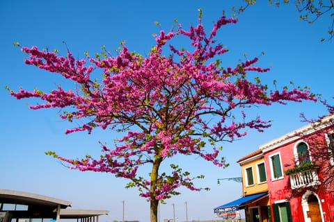 Burano – foto 11