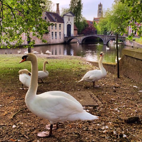 Bruxelles · Bruges – foto 32