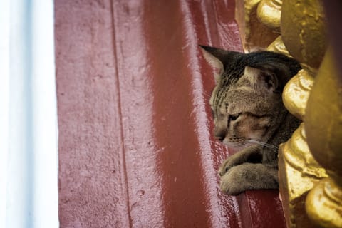 Thailandia – foto 84