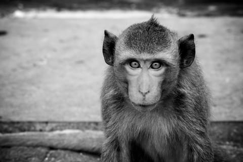 Thailandia – foto 169