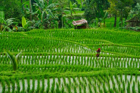 India e Indonesia – foto 62