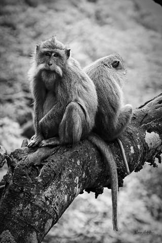 India e Indonesia – foto 65