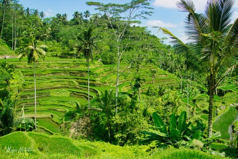 India e Indonesia – foto 81