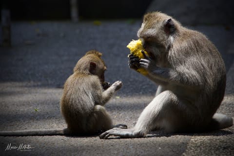 India e Indonesia – foto 87