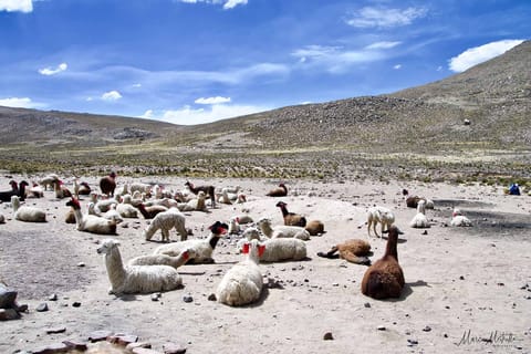 Perù – foto 10