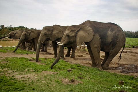 Sudafrica – foto 19