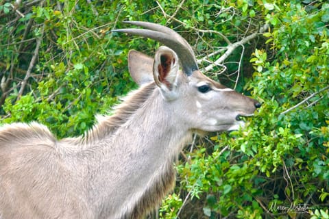 Sudafrica – foto 24
