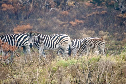 Sudafrica – foto 25