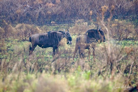 Sudafrica – foto 26