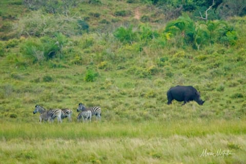 Sudafrica – foto 27
