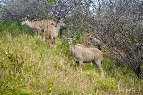 Sudafrica – foto 28