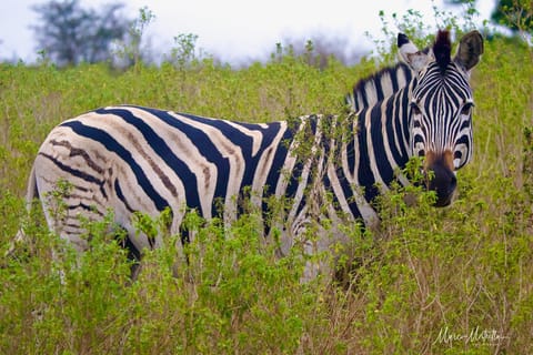 Sudafrica – foto 33