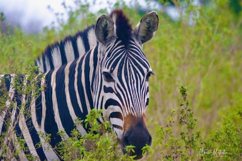 Sudafrica – foto 34