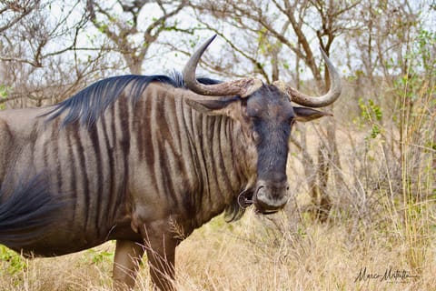 Sudafrica – foto 42