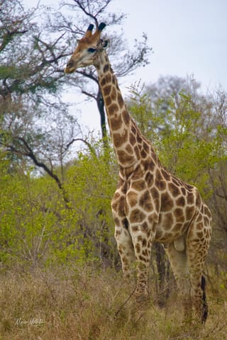 Sudafrica – foto 45