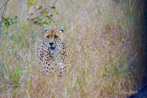 Sudafrica – foto 47