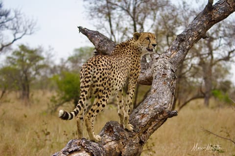 Sudafrica – foto 48
