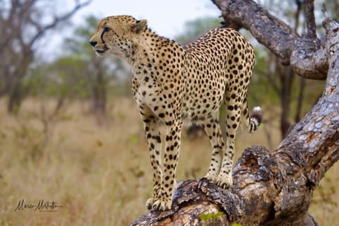 Sudafrica – foto 49