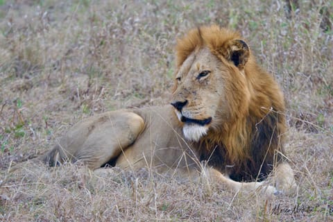 Sudafrica – foto 51