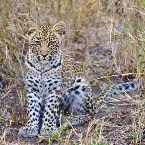 Sudafrica – foto 60