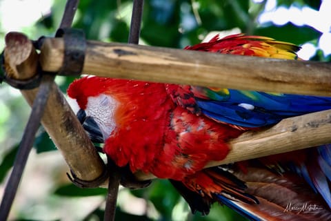 GuateBelize25 – foto 10