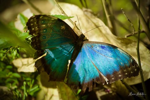 GuateBelize25 – foto 20
