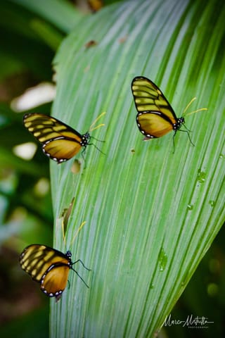 GuateBelize25 – foto 21