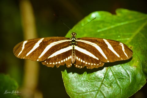 GuateBelize25 – foto 22