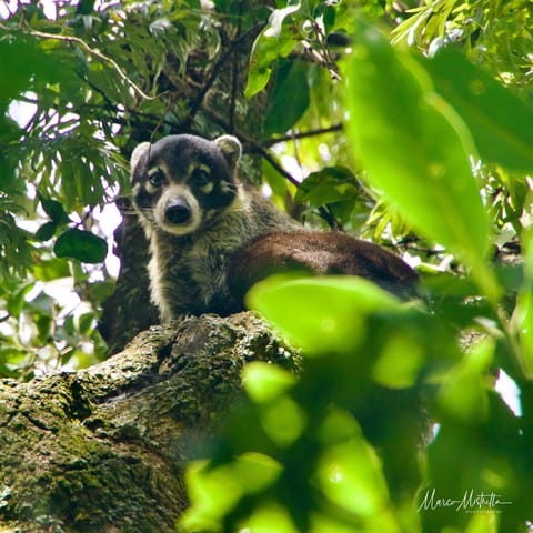 GuateBelize25 – foto 24