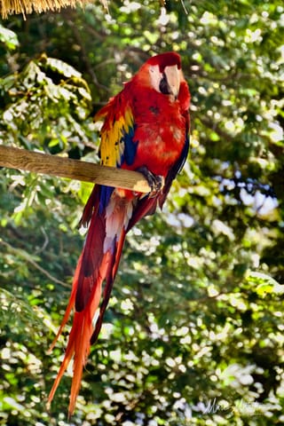 GuateBelize25 – foto 9